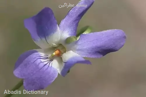 بنفشه عطراگین